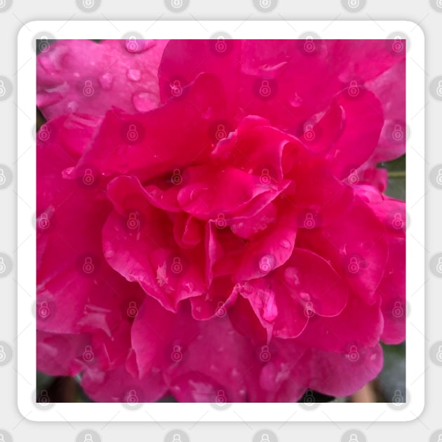 Pink Rose in the Rain Sticker by Photomersion